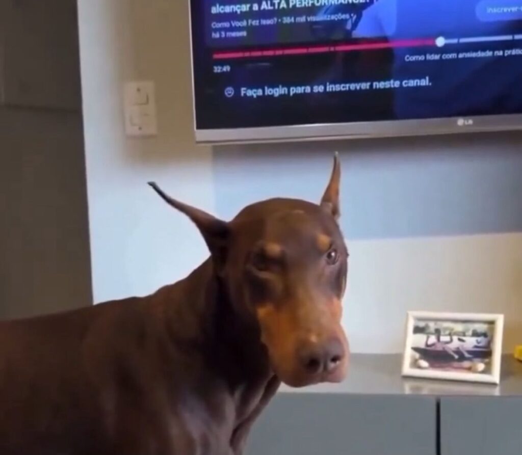 Doberman com mania de organização viraliza por só dormir em cama impecável; Veja vídeo