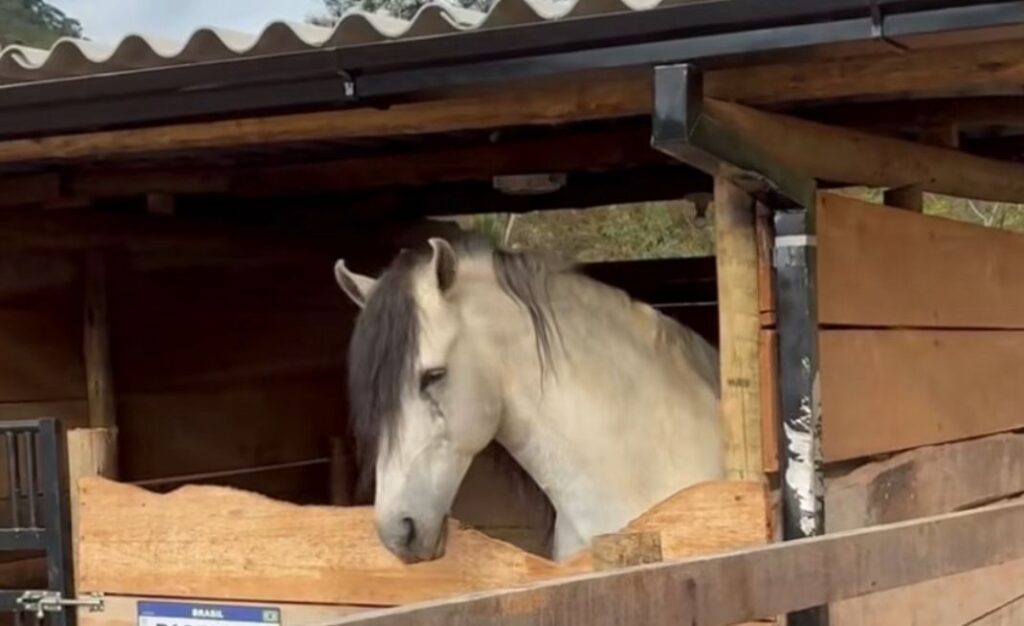 Cavalo viraliza na internet com reação hilária à pergunta da tutora; Veja vídeo