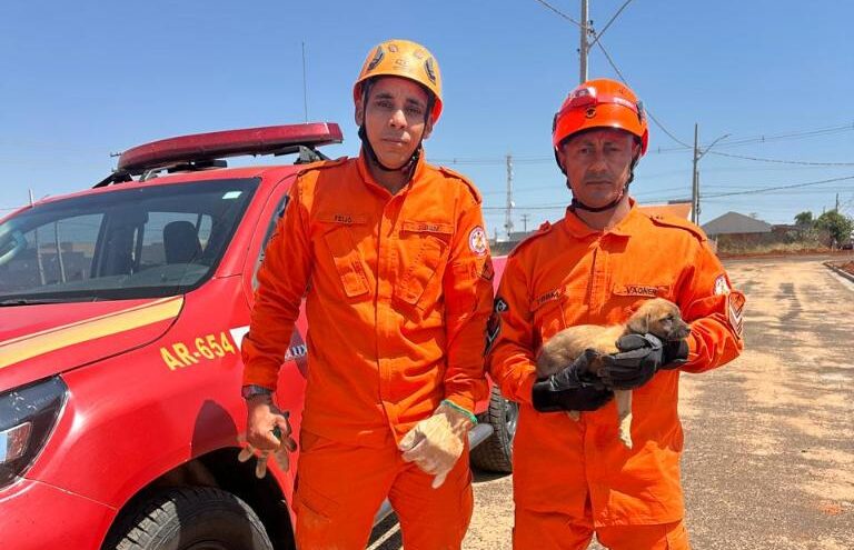 Filhote de cachorro é salvo por bombeiros após ficar preso em bueiro em Pedra Preta