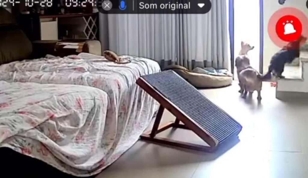 Cachorros da vizinhança invadem casa de Marina e surpreendem tutora; Veja vídeo