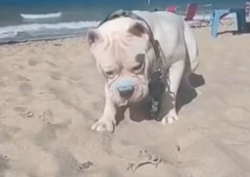 American Bully encanta internet ao brincar com Siri na praia; Veja vídeo