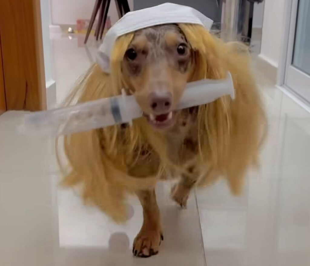 Ava, a doguinha enfermeira, conquista a internet com fantasia fofa e bem-humorada; Veja vídeo