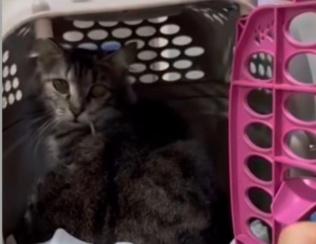 Protetor de animais resgata gata e descobre gravidez em cirurgia