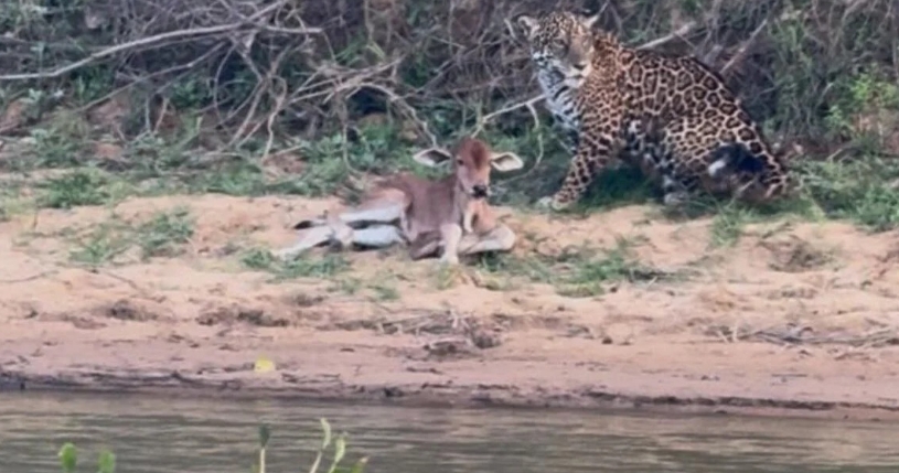 Onça-pintada surpreende ao ignorar bezerro no Pantanal