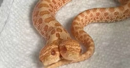 Cobra com duas cabeças nasce em Utah e encanta criadora