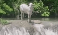 Boi Nelore surpreende ao pular em cachoeira e nadar em rio no MS