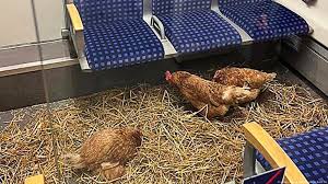 Galinhas invadem trem de primeira classe na Alemanha e viralizam