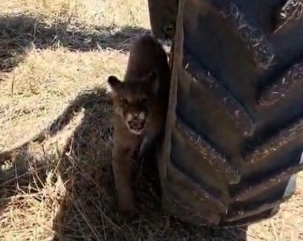 Agricultores se assustam com onça-parda em lavoura no MT