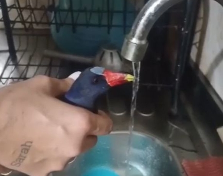 Casal usa IA e aciona Guarda Municipal para resgatar ave ferida em Cubatão