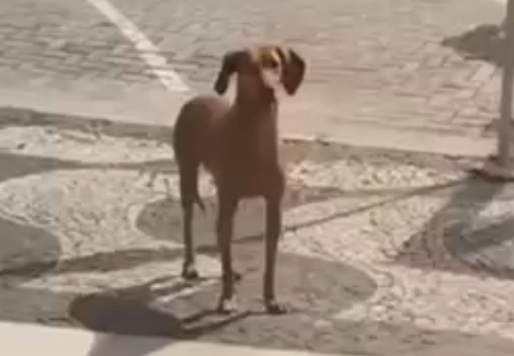 Cachorrinha ganha marmita e vídeo viraliza nas redes sociais
