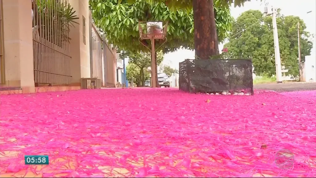 Jambo floresce e transforma quintal em tapete rosa em MT