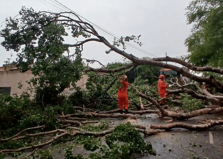 Bombeiros removem árvores derrubada por ventos fortes ontem em Sinop; uma atingiu carro