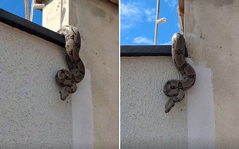 Moradora de MT se assusta com serpente em muro de casa