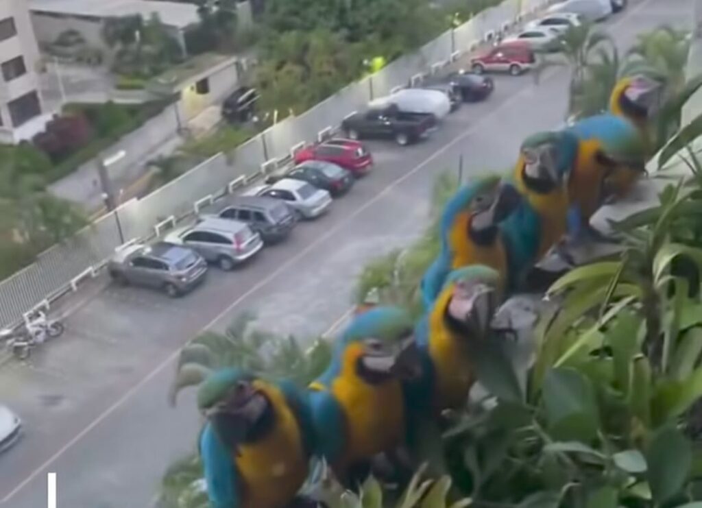 Araras transformam varanda em ponto de pouso diário em bairro