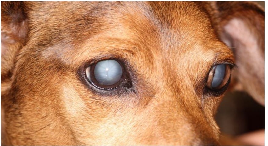 Pele de tilápia: inovação brasileira trata úlceras oculares em pets