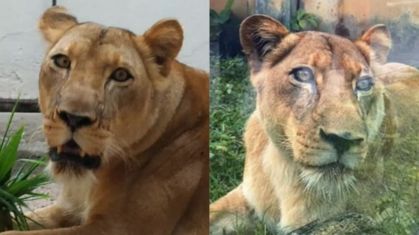 Laudo aponta causa da morte após invasão de jaula de leoa