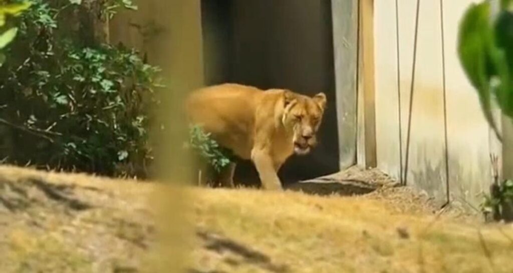 Leoa Leona retorna ao recinto após incidente no Parque Arruda Câmara