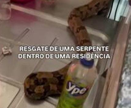 Jiboia gigante é resgatada em cozinha de casa em Tangará da Serra