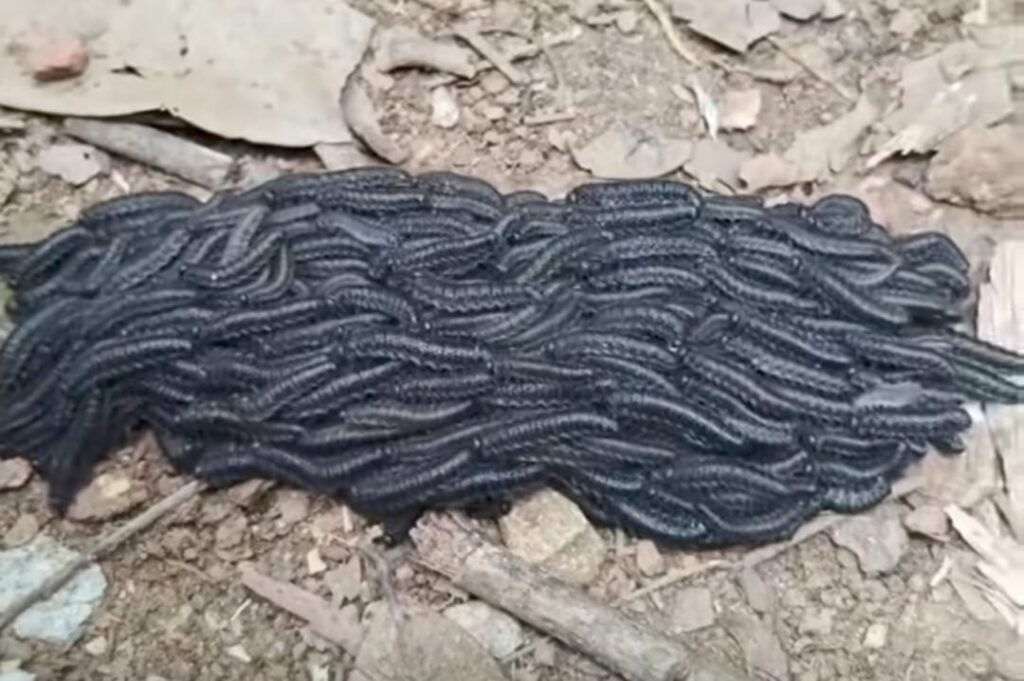 Larva "mata-porco" preocupa criadores e exige atenção em pastagens
