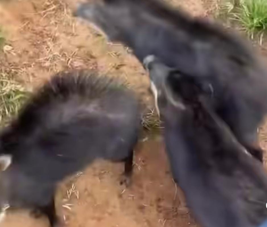 Pescador é cercado por porcos-do-mato em Mato Grosso