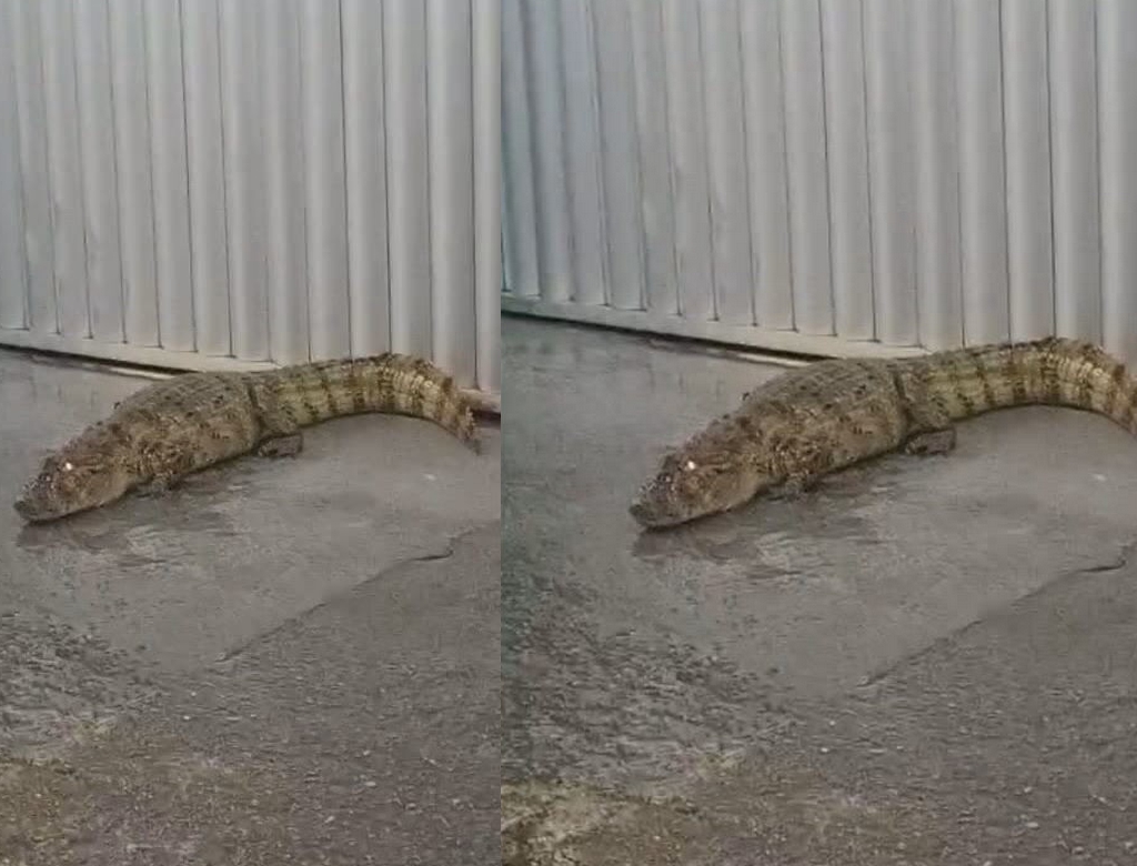 Presença de jacaré em área urbana alerta moradores do norte de mt