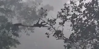 Turistas flagram macacos formando ponte com o rabo entre árvores em… e reforça a em destaque