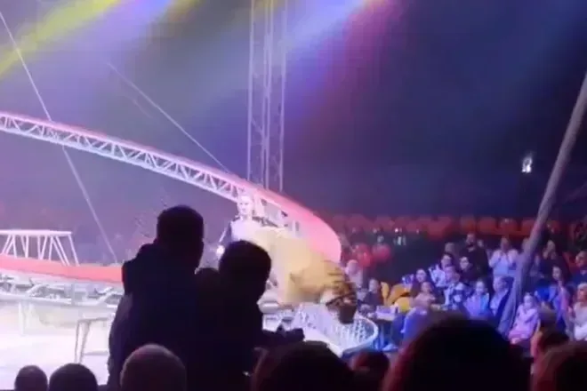 Tigre invade área do público após falha em circo na Rússi… e ganha peso na reper em destaque