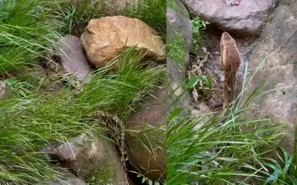 Cobra quase invisível em trilha assusta visitantes e acende alerta e… e reforça em destaque