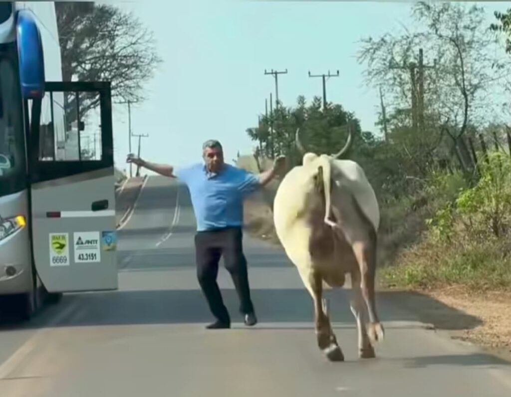 motorista evita acidente boi rodovia Mato Grosso em destaque