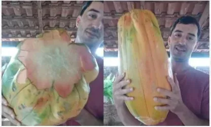 mamão gigante cultivo Confresa Mato Grosso em destaque
