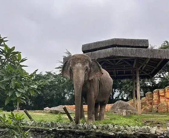 transferência elefanta Baby Chapada dos Guimarães em destaque