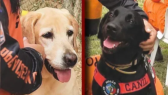Cadelas do Corpo de Bombeiros de Mato Grosso em operações de resgate em destaque
